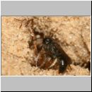 Miscophus ater - Grabwespe 04 7mm mit Neottiura bimaculata - Kugelspinne.jpg